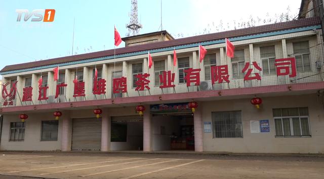 广东经济频道《广东新焦点》报道——湛江广垦雄鸥茶叶有限公司