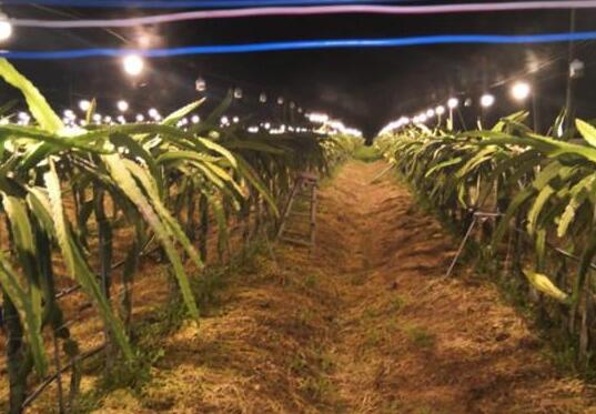 “香蕉之乡”田坉村蜕变记