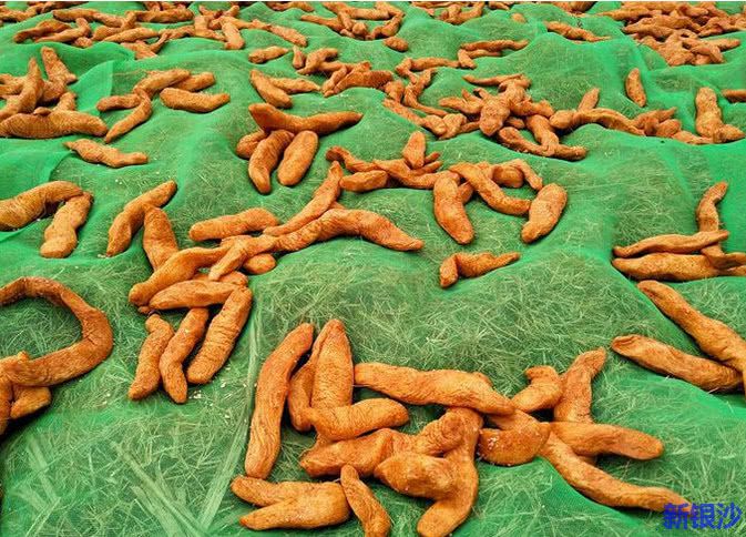 沙古菜头仔价格好 促进农民增收