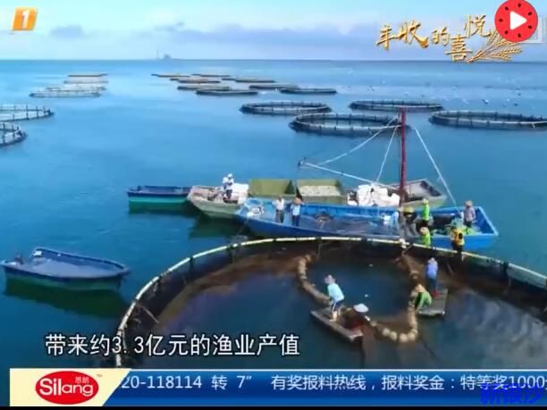 中国农民丰收节：湛江雷州抢收50万斤金鲳鱼