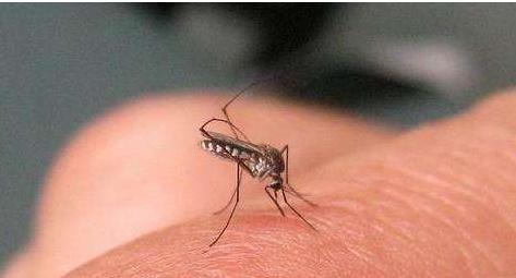 湛江开展全市开展统一灭蚊行动