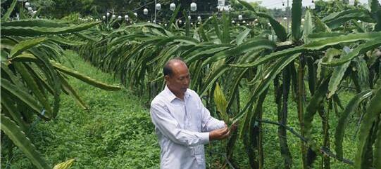“香蕉之乡”田坉村蜕变记