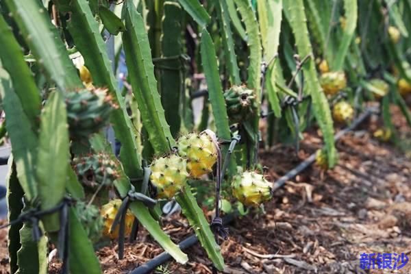 当火龙果穿上黄马褂 新品种“燕窝果”将上市