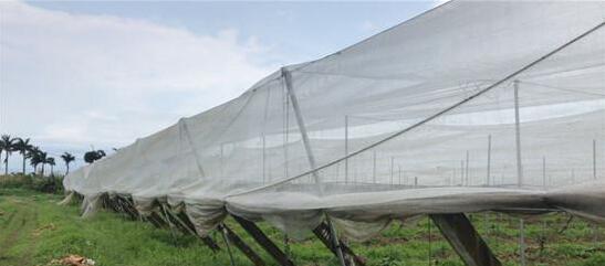 “香蕉之乡”田坉村蜕变记