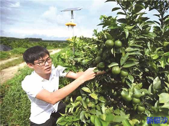 廉江“90”后大学生返乡当新农人 打造千亩现代化“绿色果园”