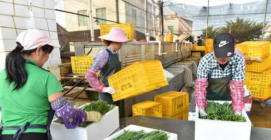 北菜南运 叶菜先行