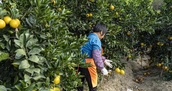 荒山变橙园 带来金与甜