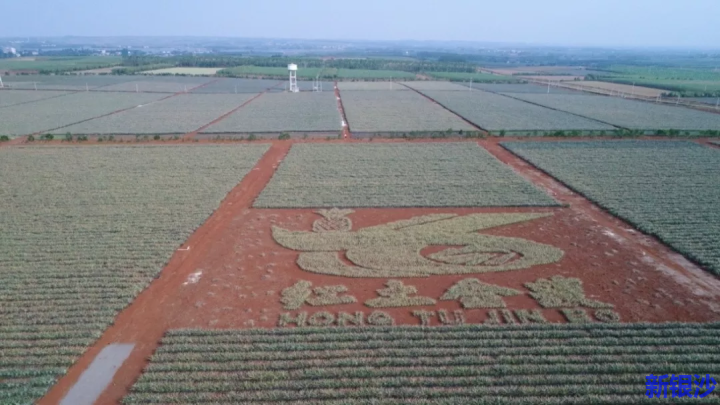 聚产业发展力量，让“菠萝的海”更飘香