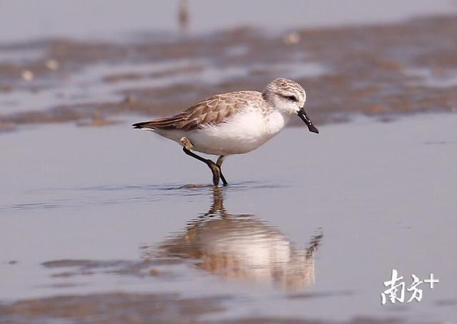 湛江发现28只全球极度濒危鸟类勺嘴鹬