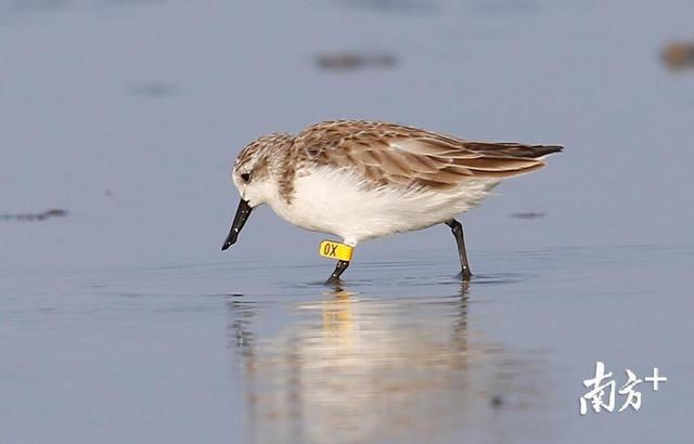 湛江发现28只全球极度濒危鸟类勺嘴鹬