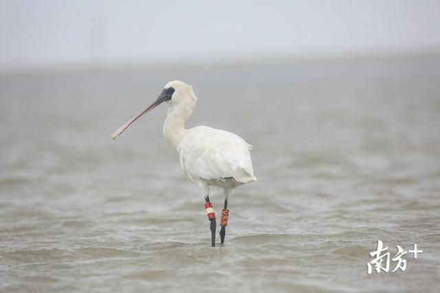 湛江发现28只全球极度濒危鸟类勺嘴鹬