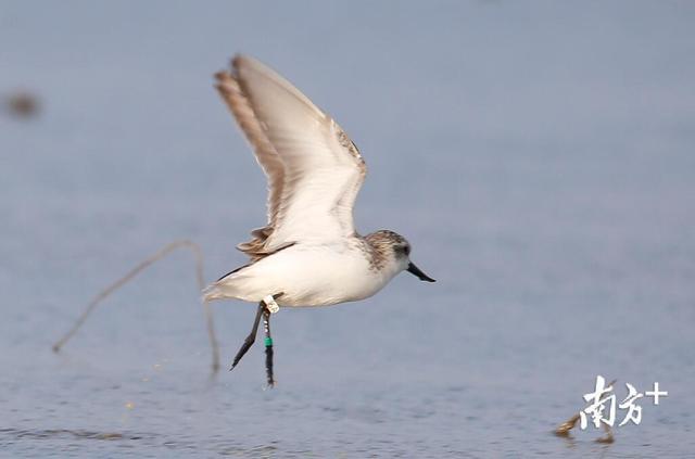湛江发现28只全球极度濒危鸟类勺嘴鹬