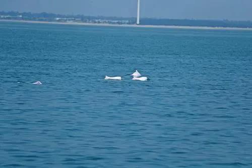 震撼!湛江海域百多头中华白海豚出游