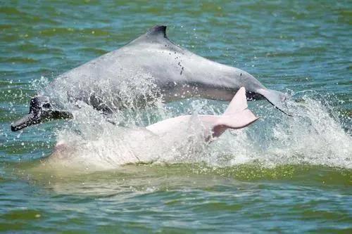震撼!湛江海域百多头中华白海豚出游