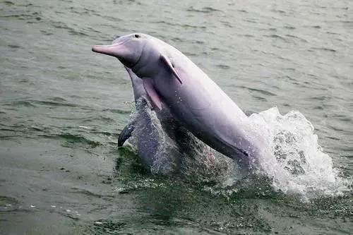 震撼!湛江海域百多头中华白海豚出游