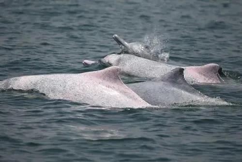震撼!湛江海域百多头中华白海豚出游