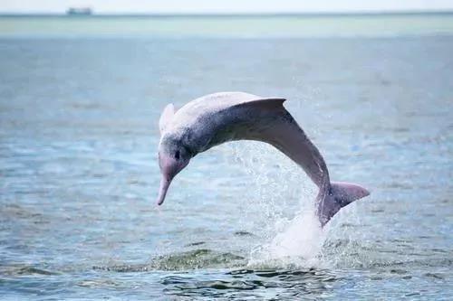 震撼!湛江海域百多头中华白海豚出游