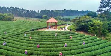 建设美丽新农村 实现现代版“田园中国梦”