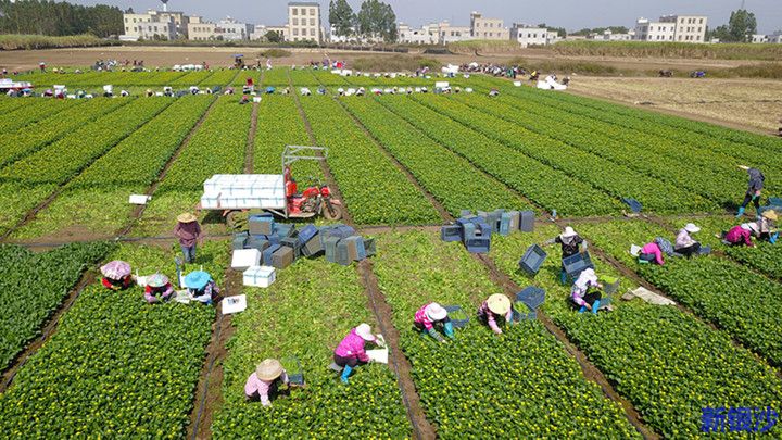 遂溪扶良村：蔬菜种出致富路