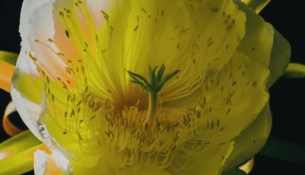 遂溪火龙果凭实力红出圈！