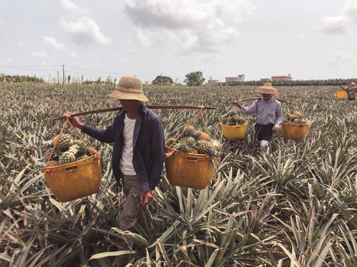 金融助力广东“菠萝的海”甜蜜飘香 广东农行大力支持湛江徐闻菠萝产业发展