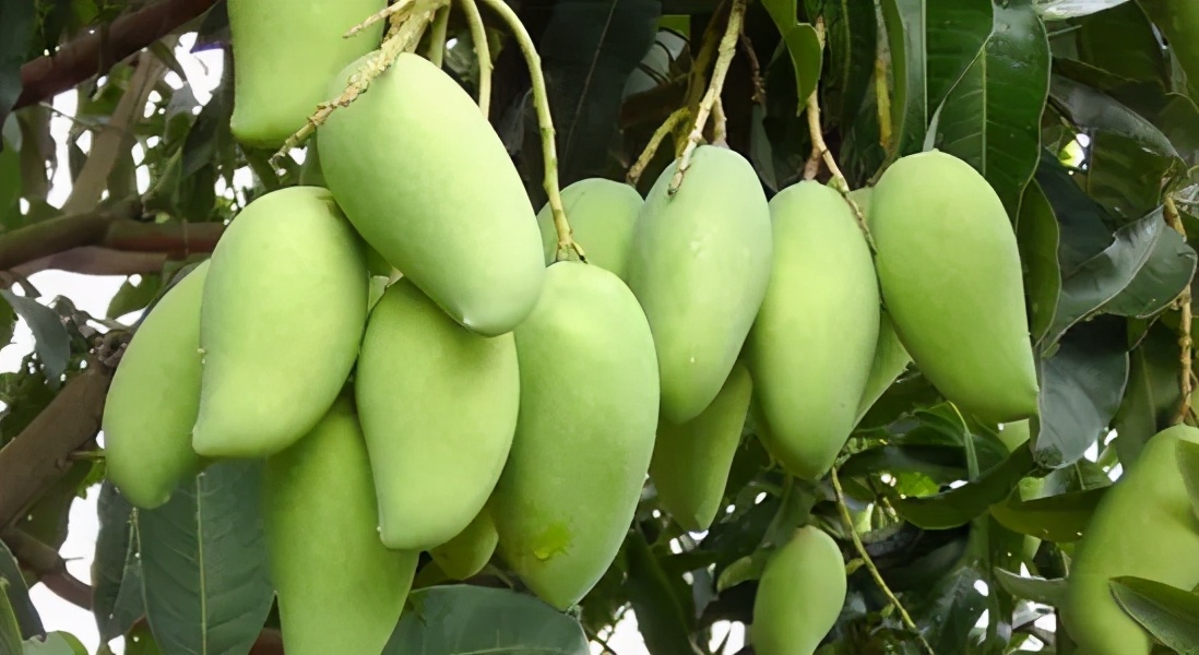 这几天，湛江的水果都在忙着“开party”