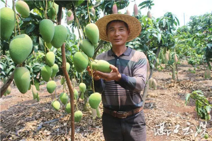 这几天，湛江的水果都在忙着“开party”