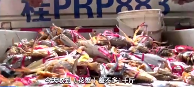 湛江开渔虾蟹价格飙升，皮皮虾一斤80元不愁卖