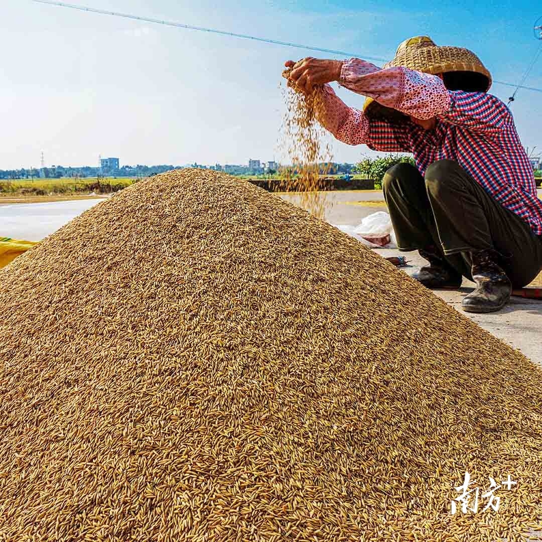 湛江秋意渐浓，赴一场色彩和丰收的盛宴