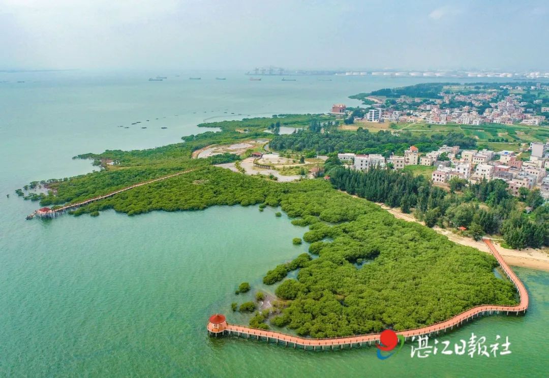 全国首创！湛江出台“金融15条”支持“红树林之城”建设