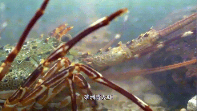硇洲青龙虾。图片来源：老广的味道